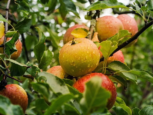 Как и когда обрезать яблони весной?