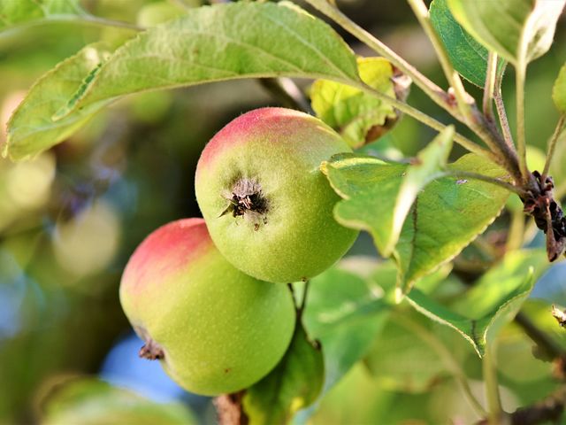 Что делать, если ствол яблони повреждён?